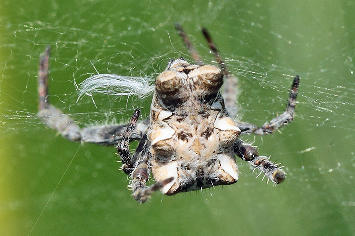 Cyrtophora citricola - Taggia (IM)